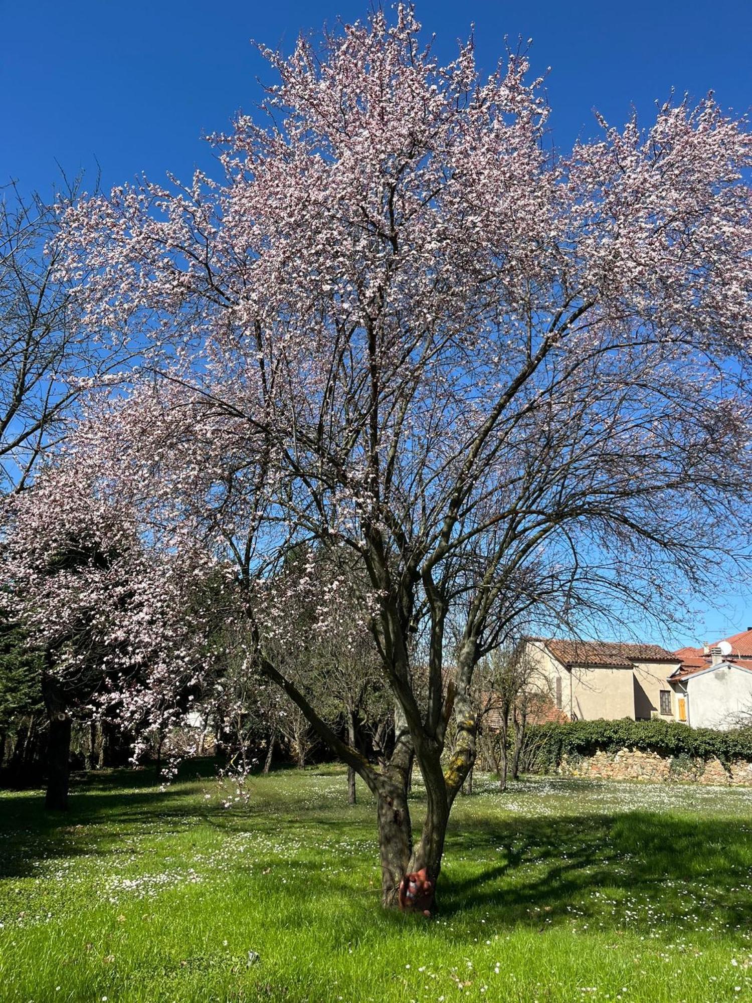 B&B Villa Degli Aceri Carcare Εξωτερικό φωτογραφία